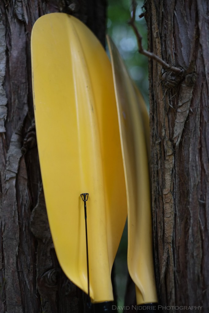 A fishing rod rests alongside kayak paddles.