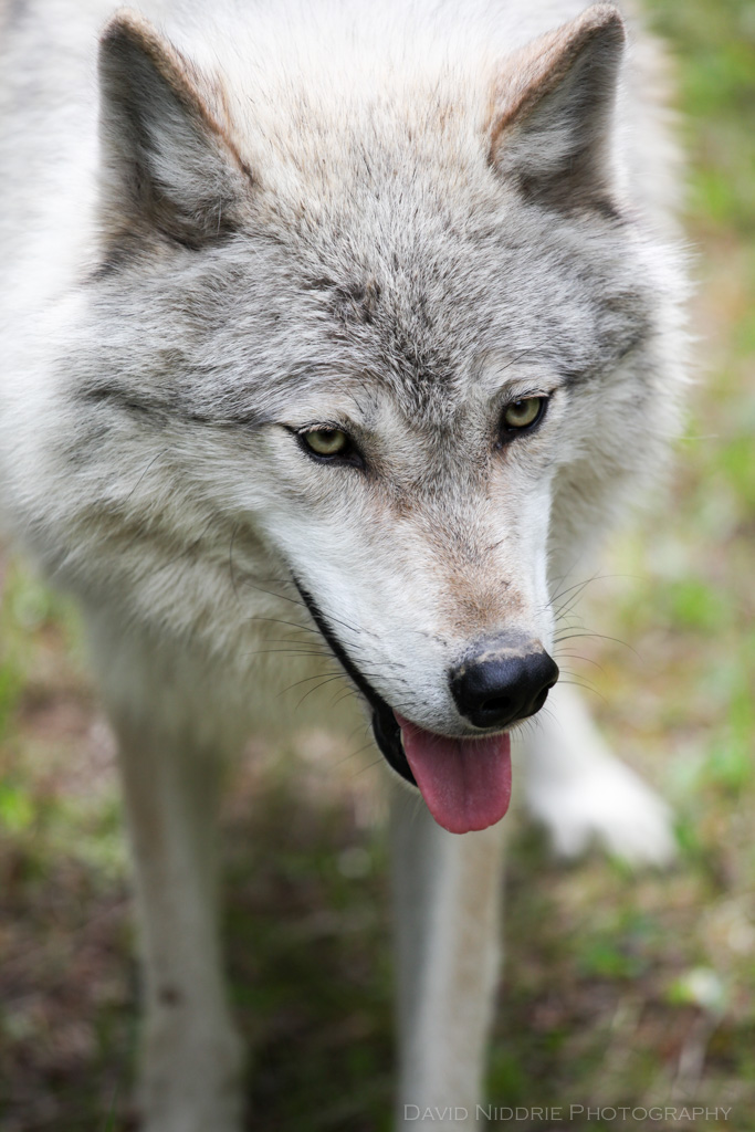 A close up of a Grey Wolf.