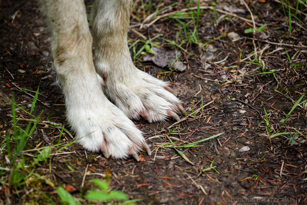 The paws of a Grey Wolf.