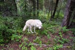 Grey Wolf, Golden,&nbsp;BC
