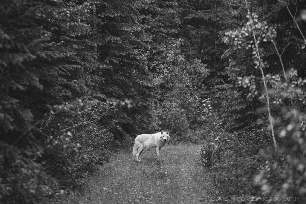 A Grey Wolf walks in the forest near Golden, BC, Canada in this black and white image.
