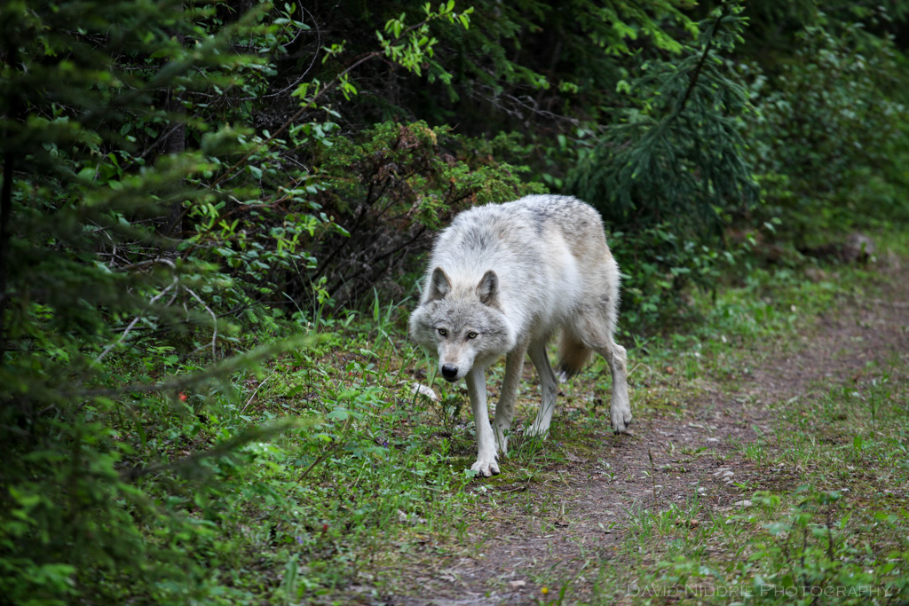 A Grey Wolf walks in the forest near Golden, BC, Canada.