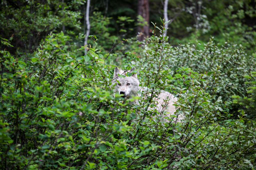 A Grey Wolf walks in the forest near Golden, BC, Canada.