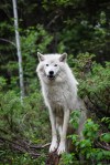 Grey Wolf, Golden,&nbsp;BC