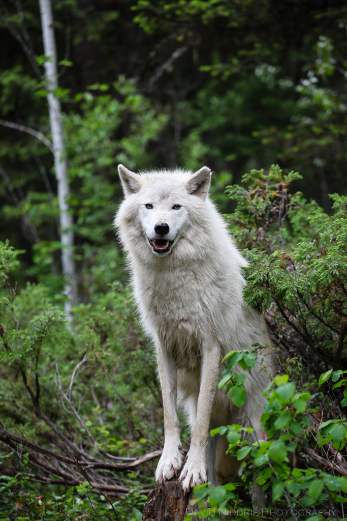 A Grey Wolf stands in the forest near Golden, BC, Canada.