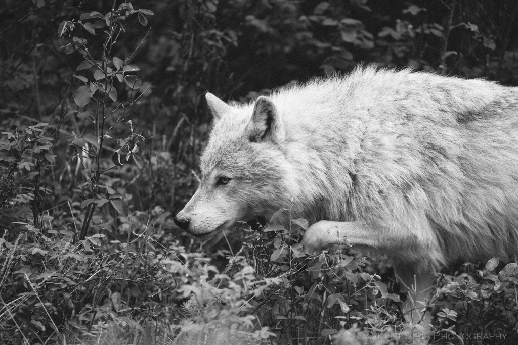 A Grey Wolf walks in the forest near Golden, BC, Canada in this black and white image.