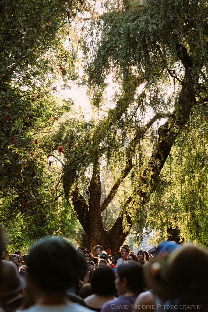 Sun through the trees at Stage 3.