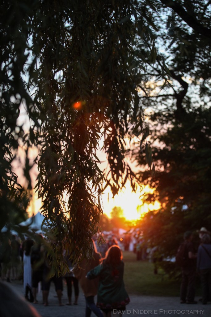 Golden Hour in the trees at the Vancouver Folk Music Fesival.