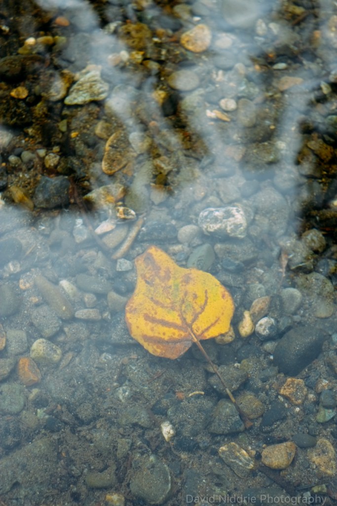 Lone yellow leaf underwater on the Skagit River