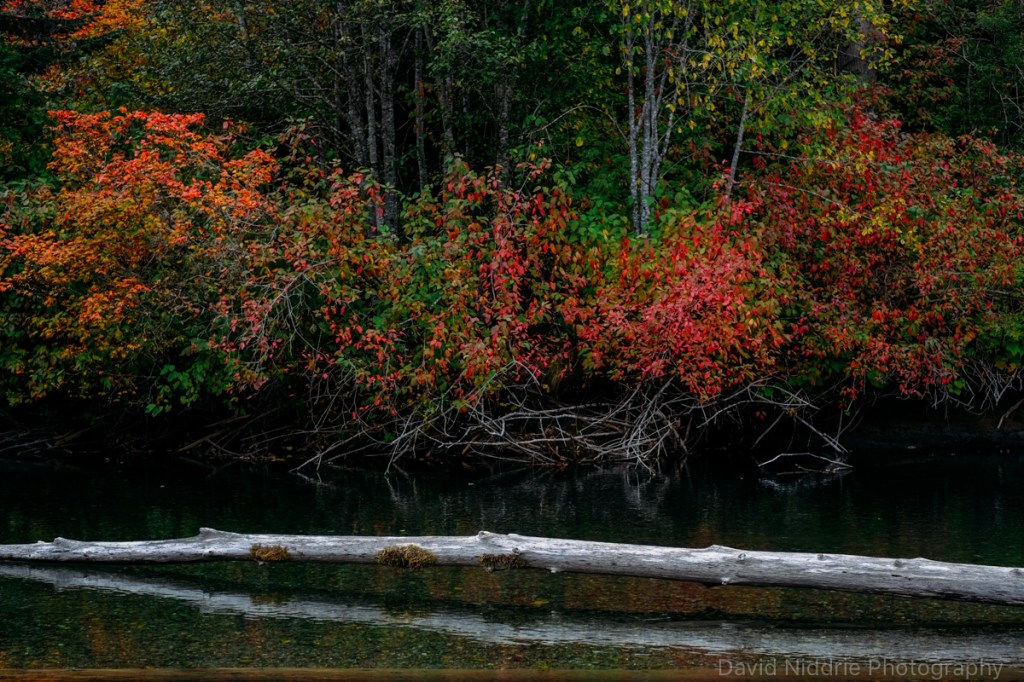 Red and yellow leaves lines the banks of the Skagit River in BC.