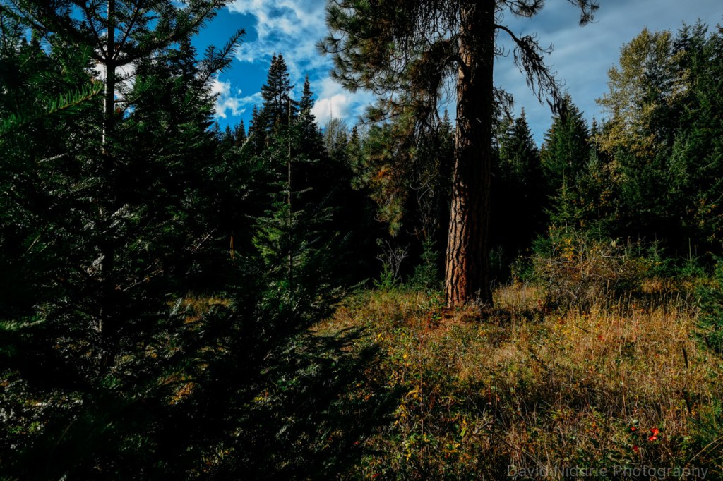 Ponderosa Pines are rare to see in this area, here along the Skagit River.
