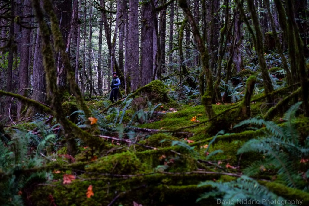 A woman hunts for mushrooms in the Skagit Valley rainforest.