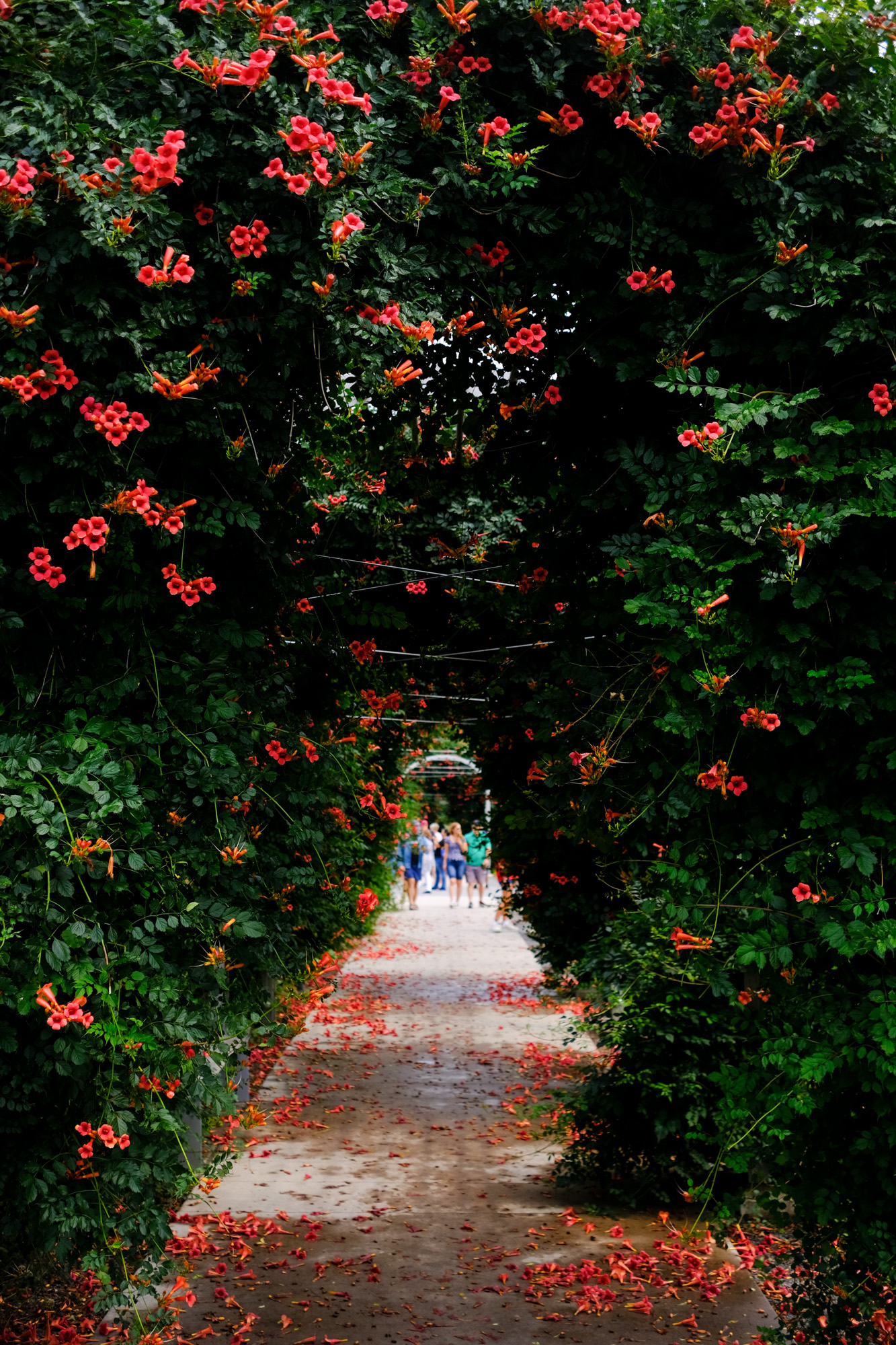 A tunnel of foliage and flowers leads to people enjoying the sculpture garden.